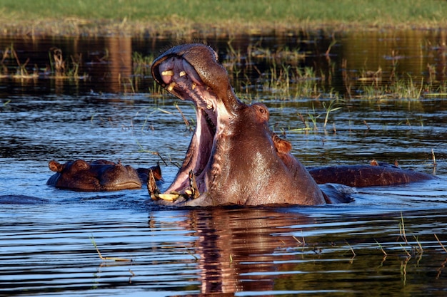 Hipopotam w rzece Chobe Botswana