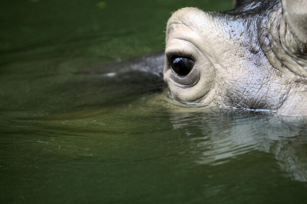 Zdjęcie hipopotam w zoo