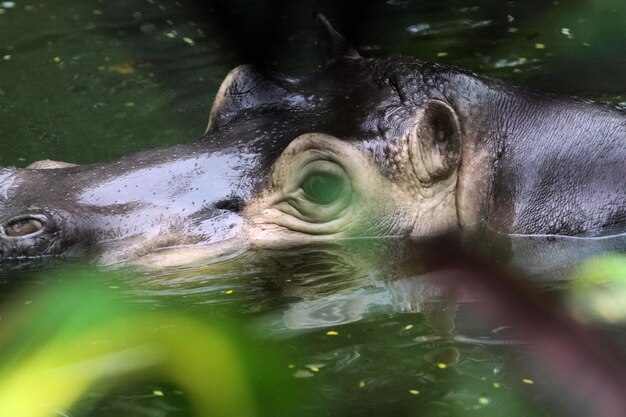 Zdjęcie hipopotam w zoo