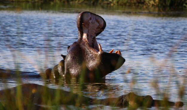 Zdjęcie hipopotam z otwartymi ustami pływający w jeziorze