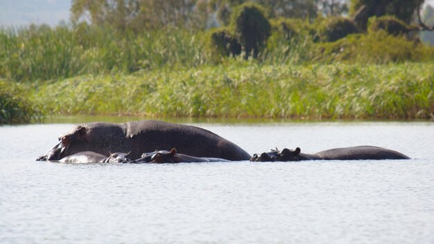 Hipopotam żyjący na wolności w jeziorze Tana w Etiopii