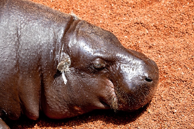 Hipopotamowa świnia, Hexaprotodon liberiensis