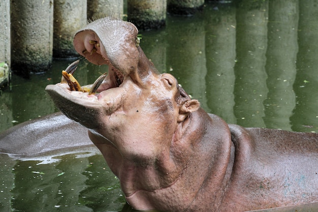 Zdjęcie hipopotamowy uśmiech w zoo przy thailand