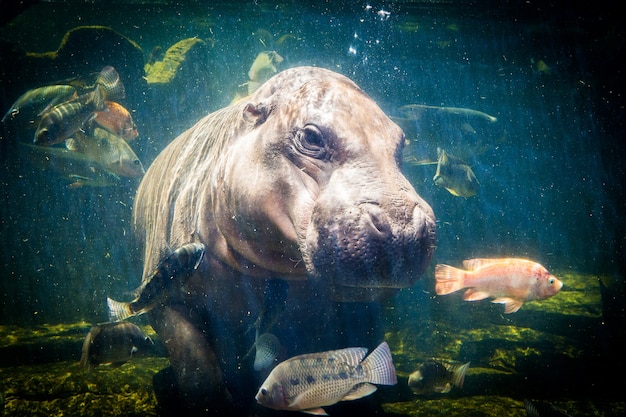 Hipopotamy karłowate pod wodą