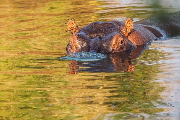 Zdjęcie hipopotamy w jeziorze