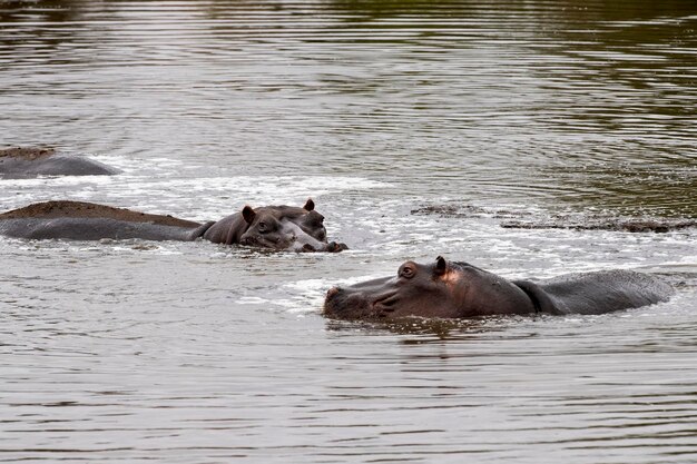 Hipopotamy w kruger park w południowej afryce