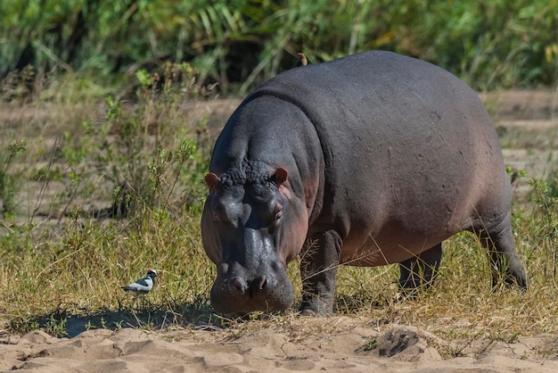 HIPPOPOTAMUS AMPHIBIUS w waterhole Kruger National parkSouth Africa