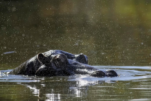 HIPPOPOTAMUS AMPHIBIUS w waterhole Kruger National parkSouth Africa