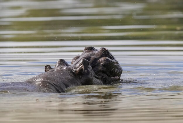 HIPPOPOTAMUS AMPHIBIUS w waterhole Kruger National parkSouth Africa