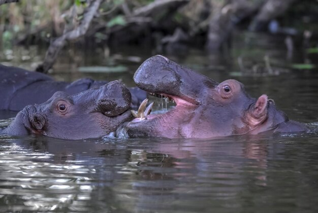 HIPPOPOTAMUS AMPHIBIUS w waterhole Kruger National parkSouth Africa