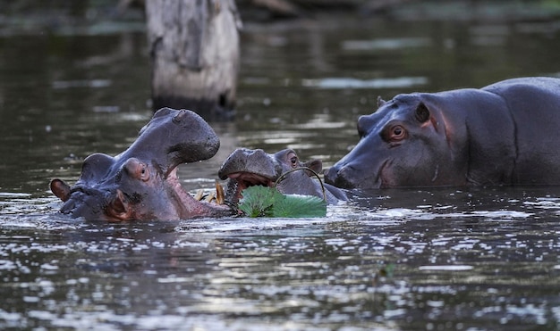 HIPPOPOTAMUS AMPHIBIUS w waterhole Kruger National parkSouth Africa