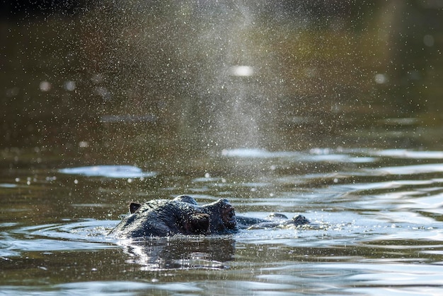 HIPPOPOTAMUS AMPHIBIUS w waterhole Kruger National parkSouth Africa