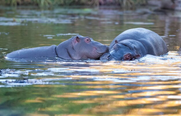 HIPPOPOTAMUS AMPHIBIUS w wodzie w Kruger National Park w Południowej Afryce