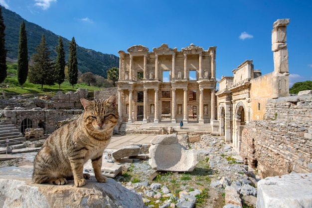 Historyczne starożytne miasto Efez i kot. Izmir / Turcja