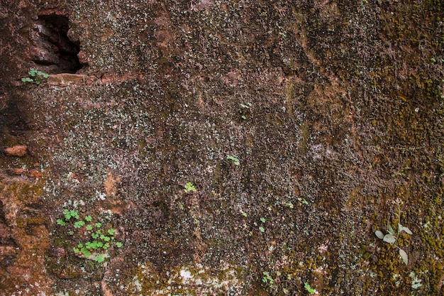 Historyczny budynek Stare mury z mchu i porostów Stary ceglany mur streszczenie tekstury Tło