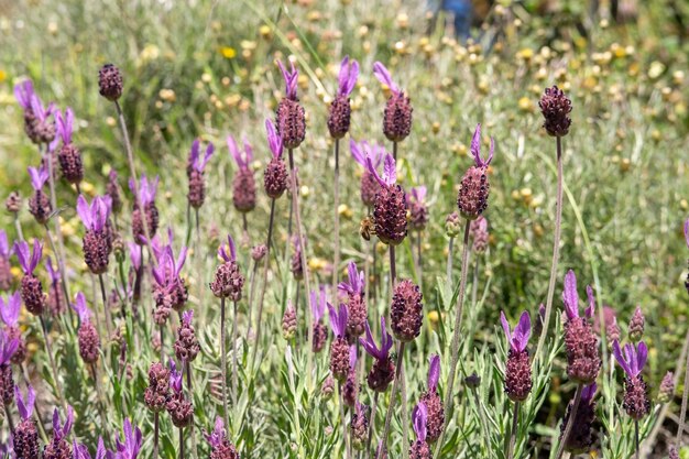 Hiszpańska lawenda lub Cantueso Lavandula stoechas Lavandula luisieri hiszpańska francuska lawenda Lavandula stoechas