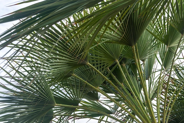 Hiszpańska palma na tle błękitnego nieba