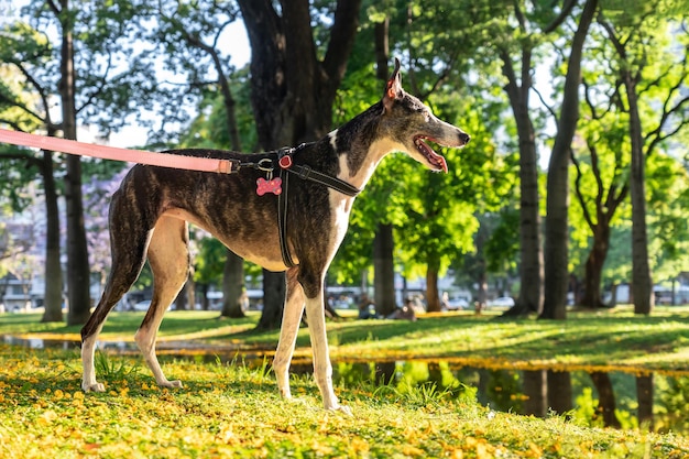 Hiszpański greyhound oświetlony promieniami zachodu słońca w parku