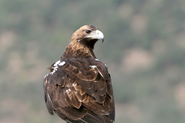 Hiszpański Imperial Eagle Dorosła Kobieta W śródziemnomorskim Lesie W Wietrzny Dzień