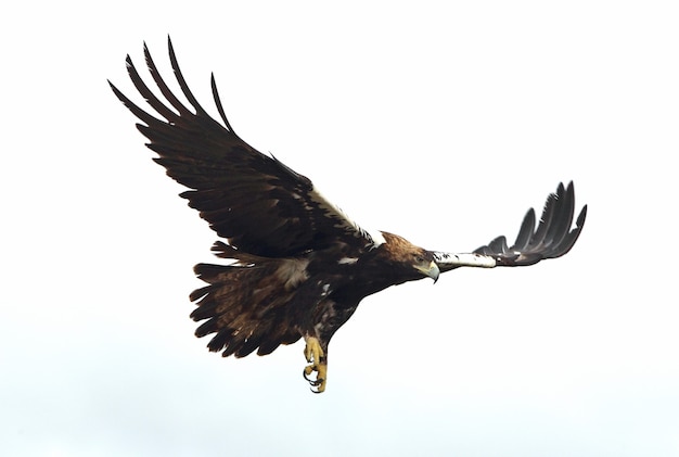 Hiszpański Imperial Eagle dorosły mężczyzna lecący w śródziemnomorskim lesie w pochmurny dzień