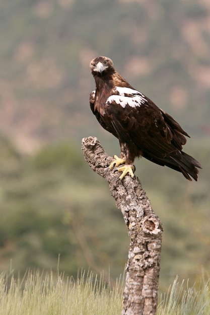 Hiszpański Imperial Eagle dorosły samiec w śródziemnomorskim lesie