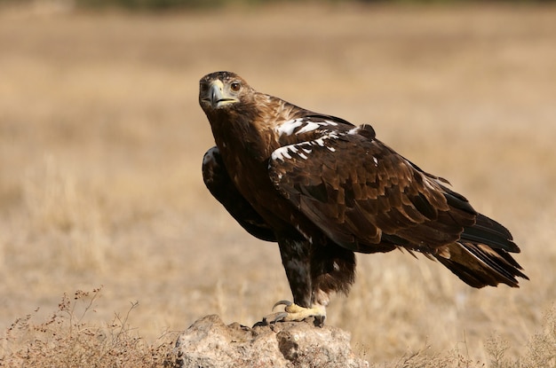 Hiszpański Imperial Eagle dorosły samiec w wietrzny dzień wczesnym rankiem