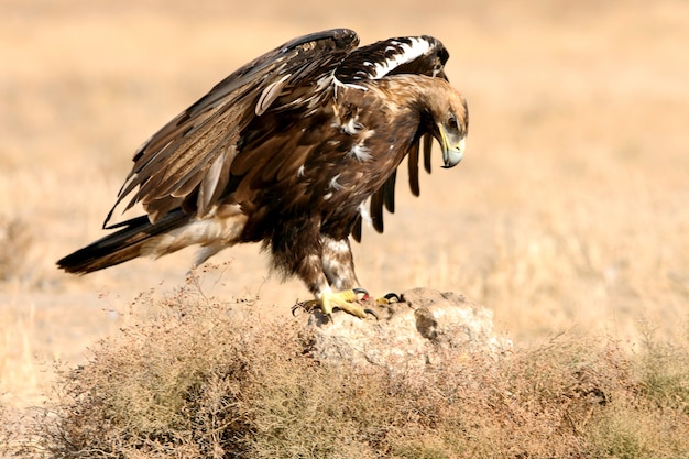 Hiszpański Imperial Eagle dorosły samiec w wietrzny dzień wczesnym rankiem