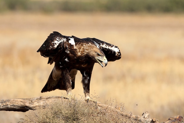 Hiszpański Imperial Eagle dorosły samiec w wietrzny dzień wczesnym rankiem