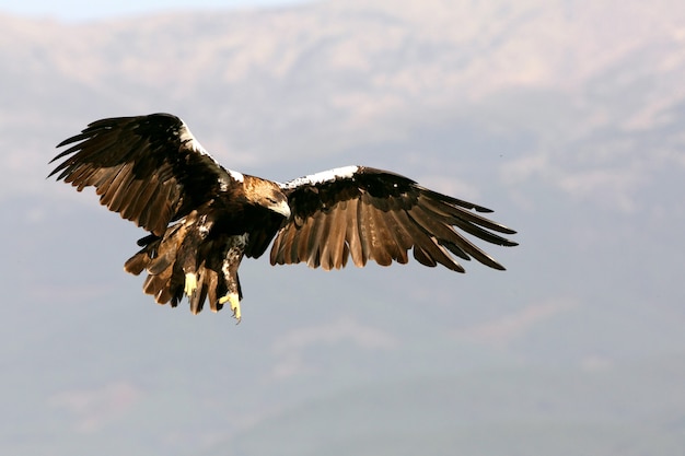 Hiszpański Imperial Eagle latające w lesie śródziemnomorskim w wietrzny dzień wczesnym rankiem