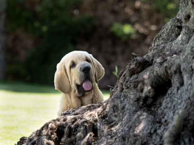 Hiszpański mastiff szczeniak uważny ukryty za drzewem