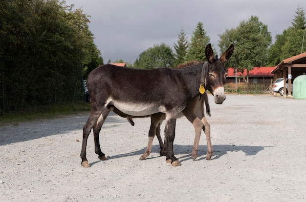 Hiszpański Osioł Na Wolności W Parku Opieki Nad Gatunkiem