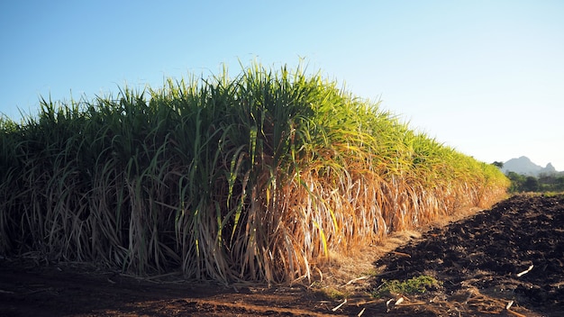 Hodowanie trzciny cukrowej na obszarach wiejskich
