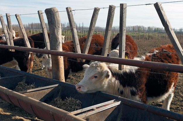 Hodowla bydła Hereford