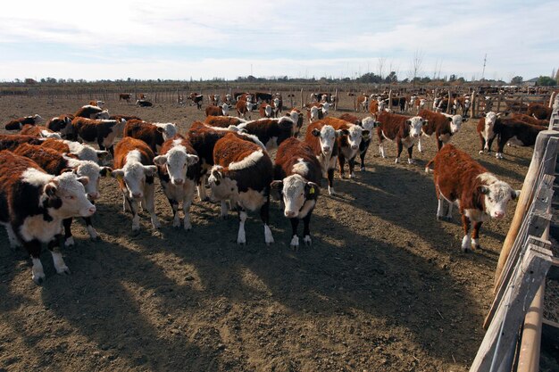 Hodowla bydła Hereford