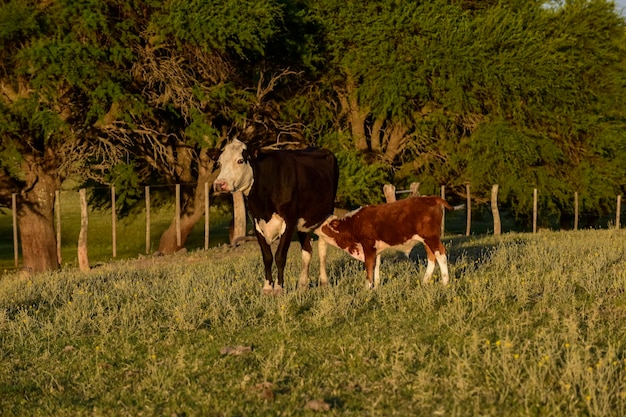 Hodowla bydła na naturalnych pastwiskach na terenach wiejskich Pampas La Pampa ProvincePatagonia Argentina