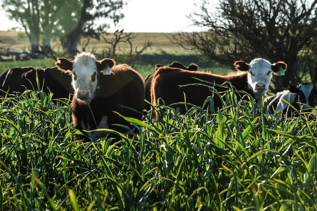 Zdjęcie hodowla bydła na naturalnych pastwiskach na terenach wiejskich pampas la pampa provincepatagonia argentina