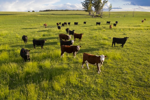 Hodowla bydła na terenach wiejskich pampasów, prowincja La Pampa, Argentyna