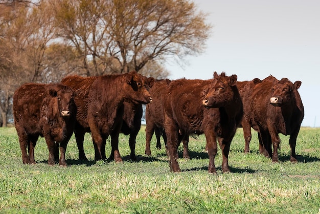 Hodowla bydła na terenach wiejskich pampasów, prowincja La Pampa, Argentyna