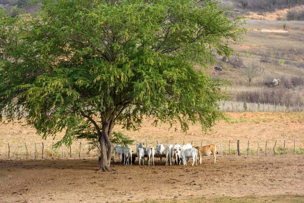 Hodowla bydła Nellore na pustkowiach północno-wschodniego regionu Paraiba w Brazylii