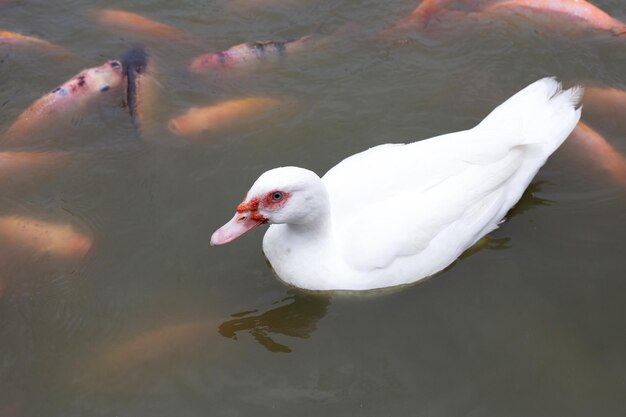 Hodowla kaczek z wolnego wybiegu Naturalna ekologiczna kaczka z czerwoną rybą tilapia w stawie