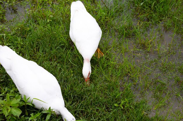 Hodowla kaczek z wolnego wybiegu Naturalna ekologiczna kaczka