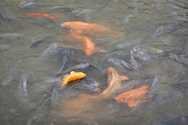 Hodowla ryb słodkowodnych, tilapia złocistego karpia lub karp pomarańczowy i sum żywiący się jedzeniem pokarmu na powierzchniowych stawach wodnych