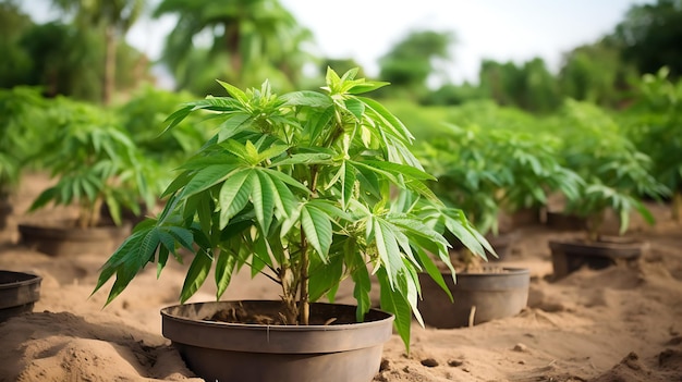 Hodowla świeżych roślin manioku ekologicznego