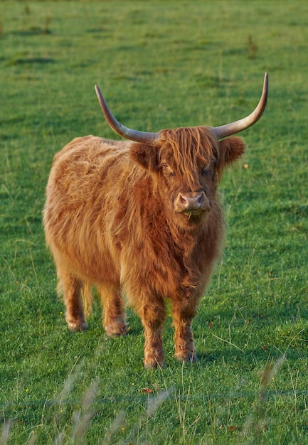 Hodowla szkockiej rasy bydła i żywego inwentarza na farmie dla przemysłu wołowiny Krajobraz ze zwierzęciem w naturze Brązowa włochata wyżynna krowa z rogami na zielonym polu w wiejskiej okolicy z copyspace