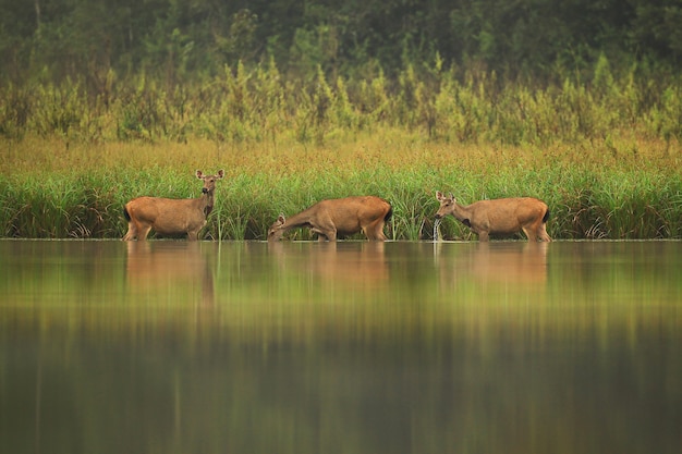 Hog Deer w zbiorniku Phu Khieo Wildlife Sanctuary.