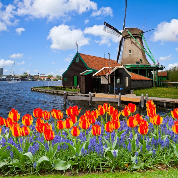 Zdjęcie holenderski wiatrak zaanse schans z wiosennymi kwiatami, holandia