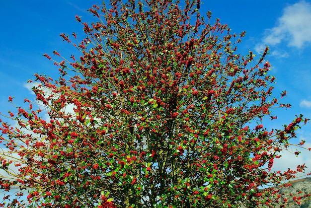 Holly Ilex aquifolium z jego owocami