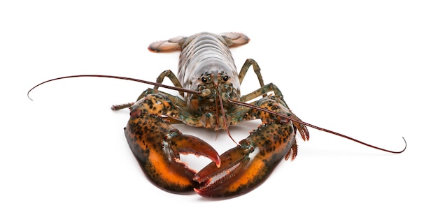 Homar amerykański, Homarus americanus,