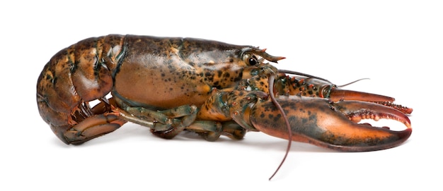 Homar Amerykański, Homarus Americanus,