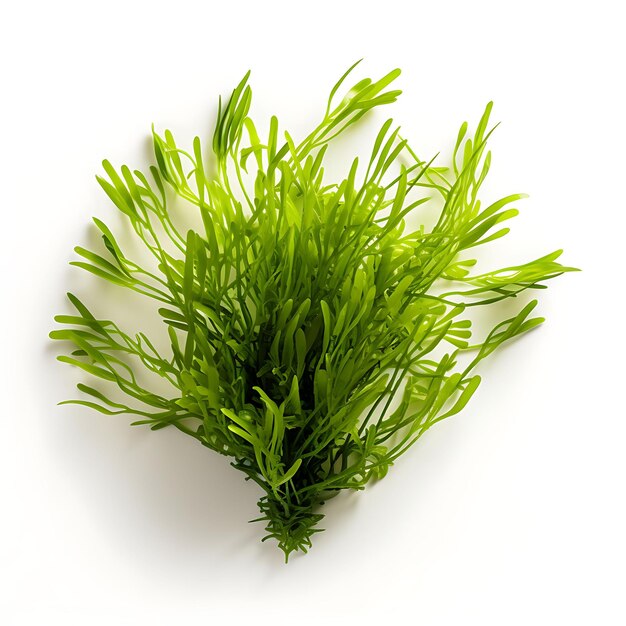 Hornwort Ceratophyllum Demersum Jasnozielona igła jak liść Aqua Plant izolowana na białym BG